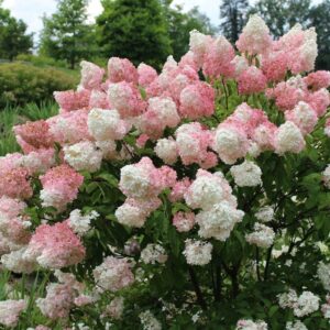 Hortenzija Vanilla Fraise vazone