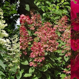 Hortenzija Wims Red vazone