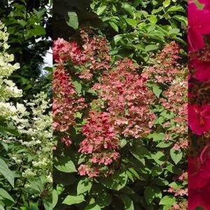 Hortenzija Wims Red vazone