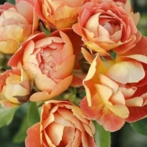 Bienenweide Mango vazone