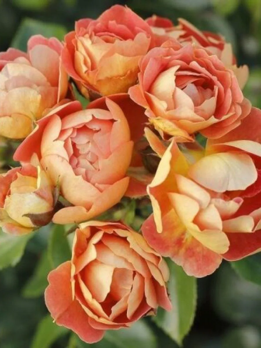 Bienenweide Mango vazone