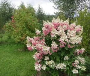 Hortenzija Pinky Vinky vazone