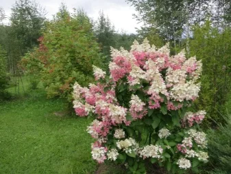 Hortenzija Pinky Vinky vazone