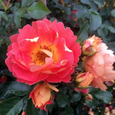 Bienenweide Mango vazone