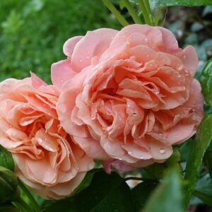 Princesse Stephanie Grand-Duchesse de Luxembourg vazone