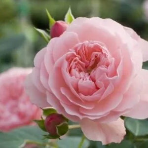 Rose Meilove (Meimilarn) plikomis šaknims