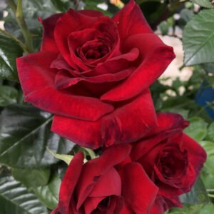 La Rose Monsieur plikomis šaknimis