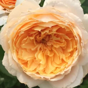 Patrick Devedjian plikomis šaknimis