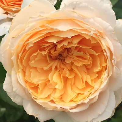 Patrick Devedjian plikomis šaknimis