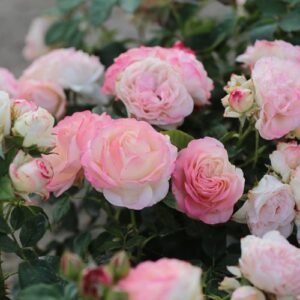 Tobago plikomis šaknimis