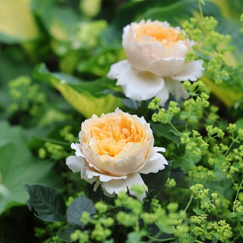 Patrick Devedjian plikomis šaknimis - Image 3