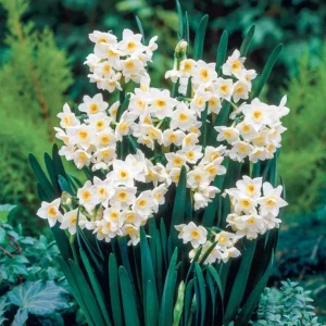 Narcizas Grand primo citroniere
