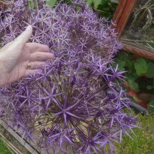 Allium christophii