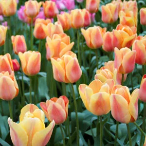 Tulpė triumph Apricot foxx