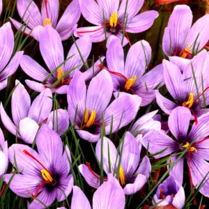 Krokus Sativus šafranas