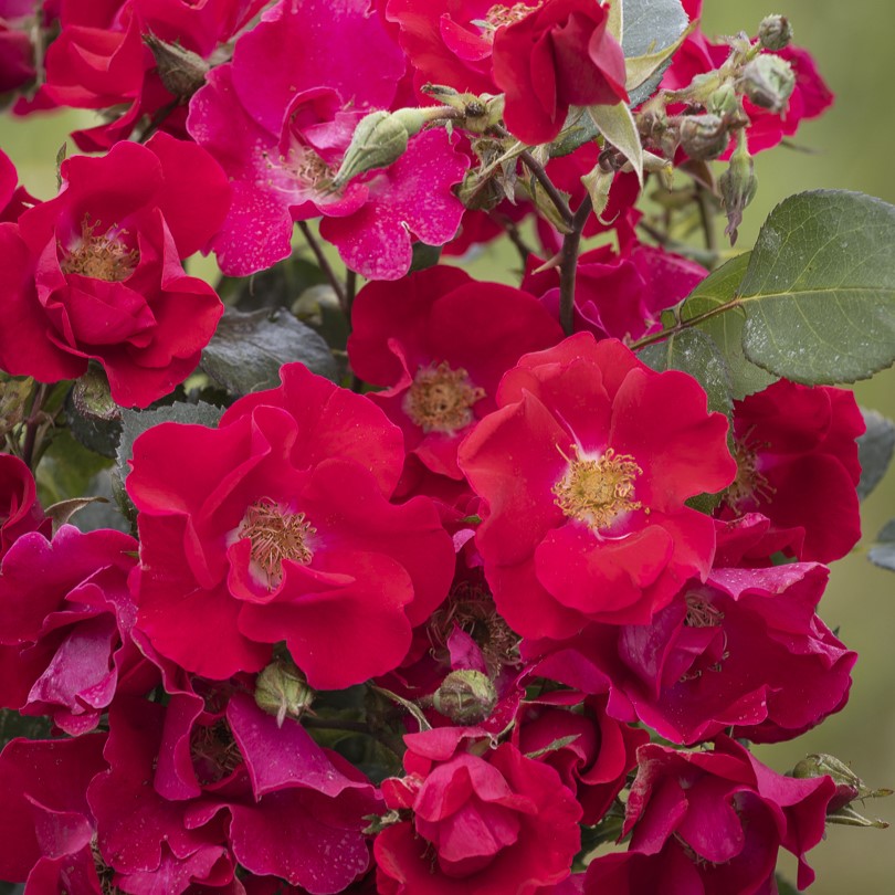 Lodzianka/Muummuu plikomis šaknimis