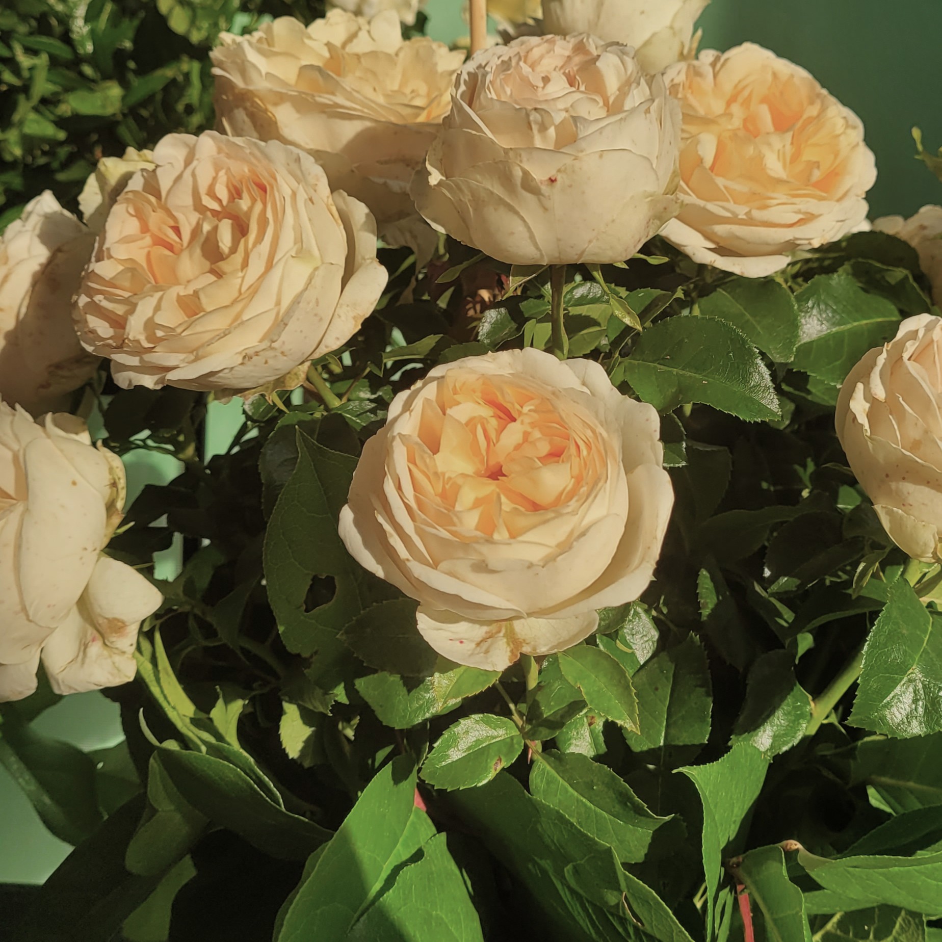 Oh La La plikomis šaknimis