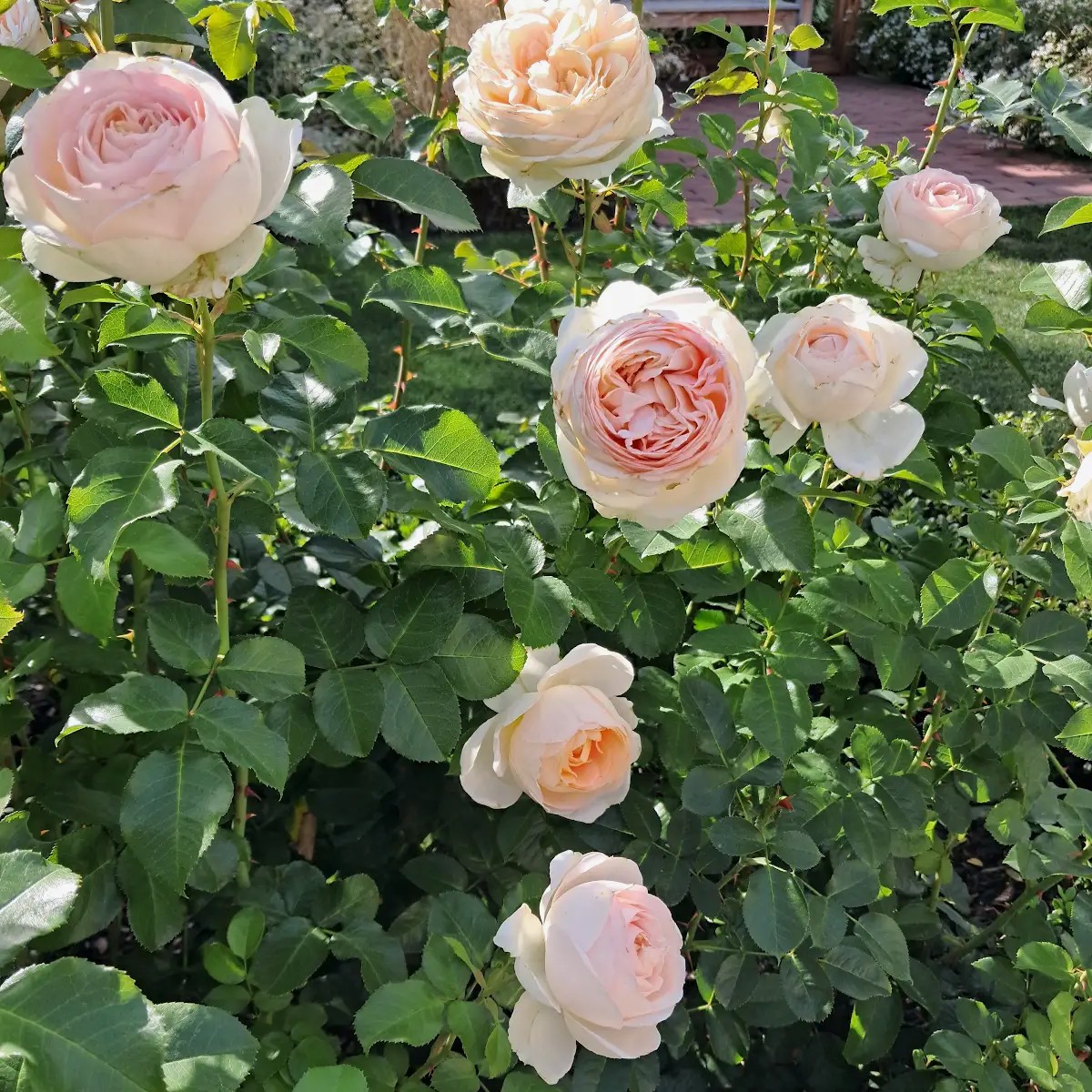 Oh La La plikomis šaknimis - Image 3