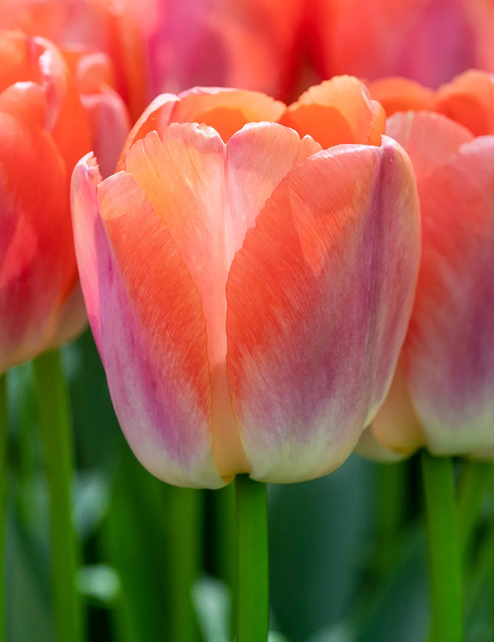 Tulpė Darwino Orange pride