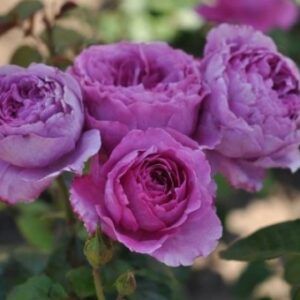 Adore Aroma plikomis šaknimis