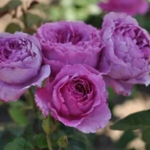 Adore Aroma plikomis šaknimis