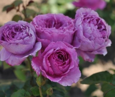 Adore Aroma plikomis šaknimis