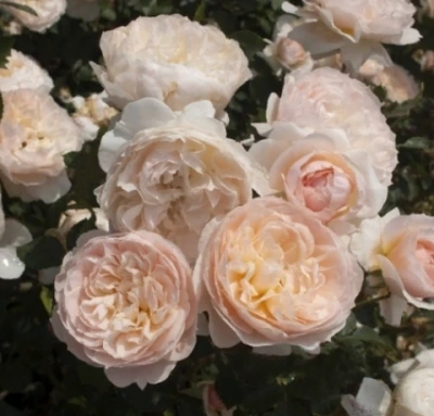 Anistar Aroma plikomis šaknimis