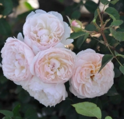 Natural Aroma plikomis šaknimis