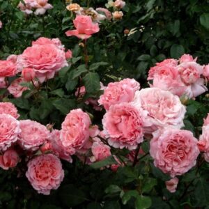 Laurent Cabrol plikomis šaknimis