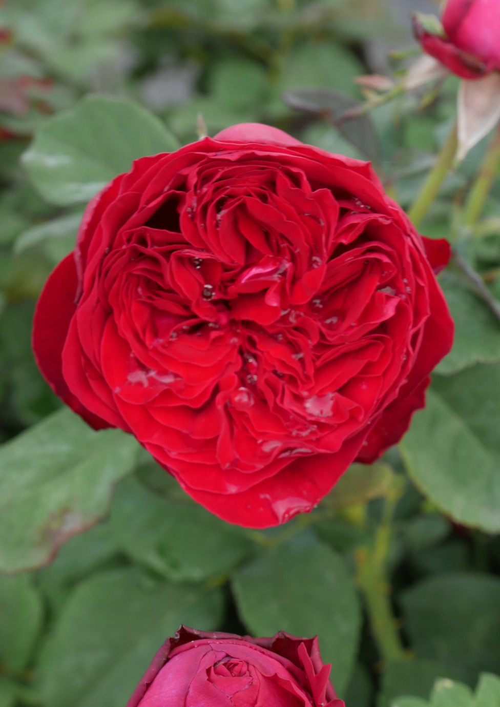 Ruby Ruby II plikomis šaknimis