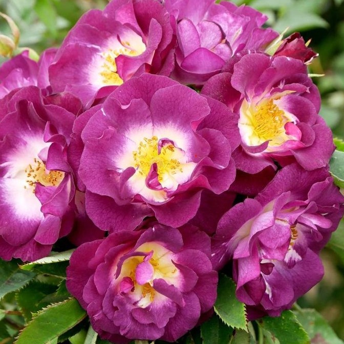 Kwiat Muszkatu plikomis šaknimis