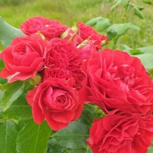 Tadeusz Kostiuszko plikomis šaknimis