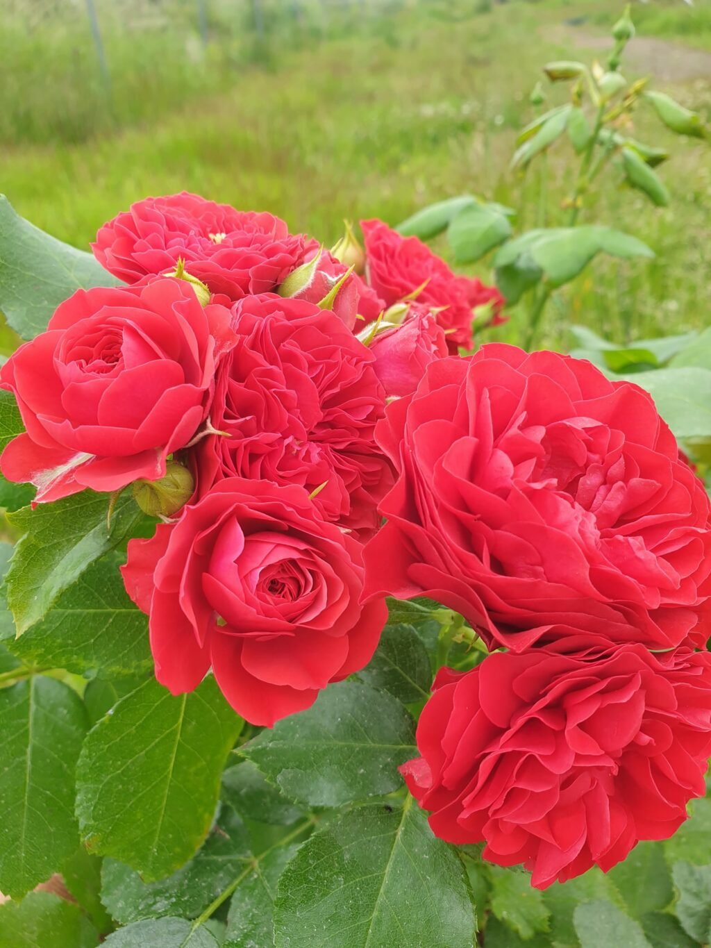 Tadeusz Kostiuszko plikomis šaknimis