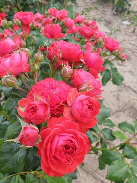 Tadeusz Kostiuszko plikomis šaknimis - Image 2