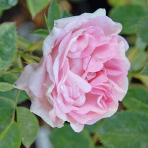 Maiden’s Blush plikomis šaknimis