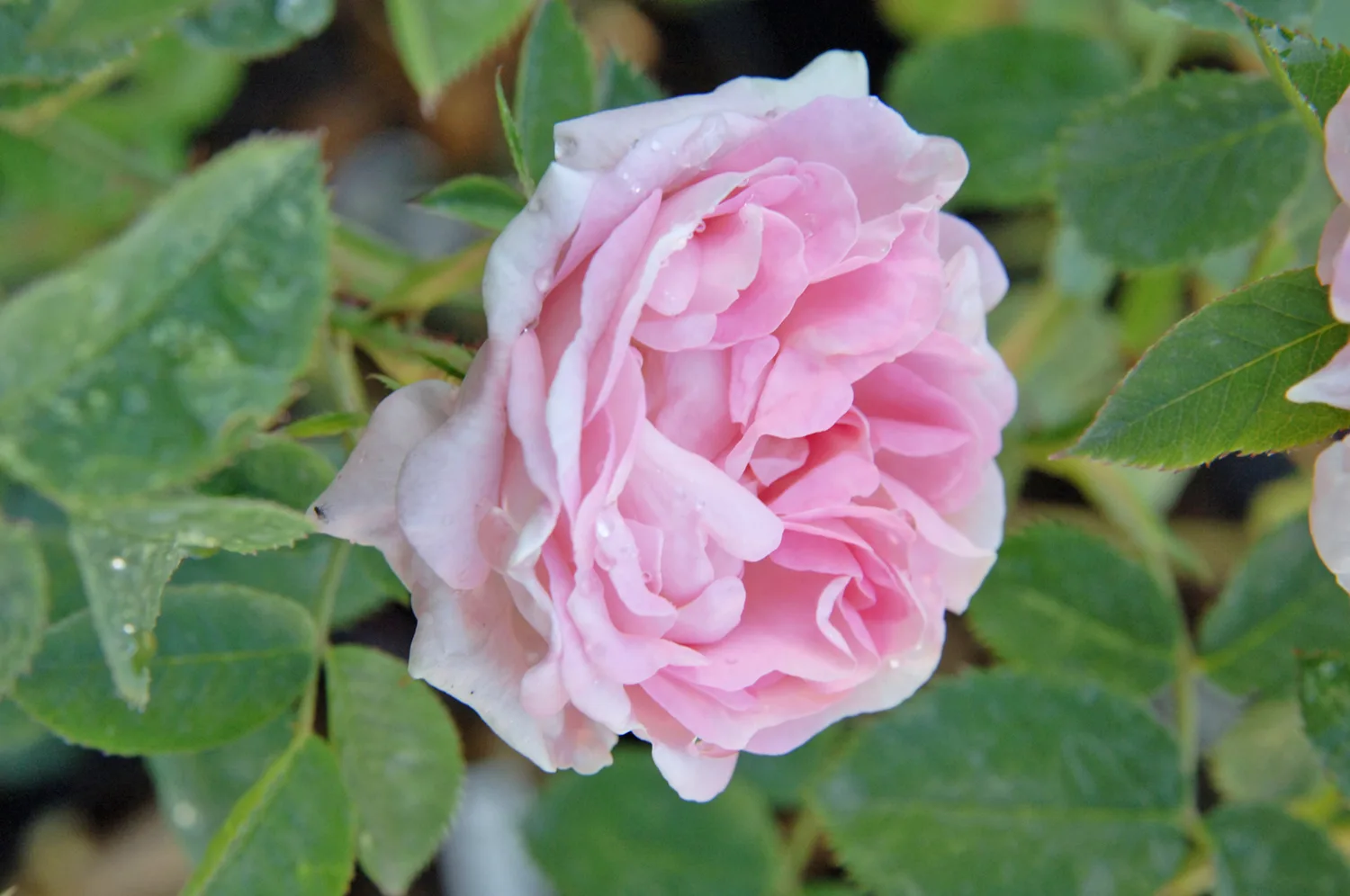 Maiden’s Blush plikomis šaknimis