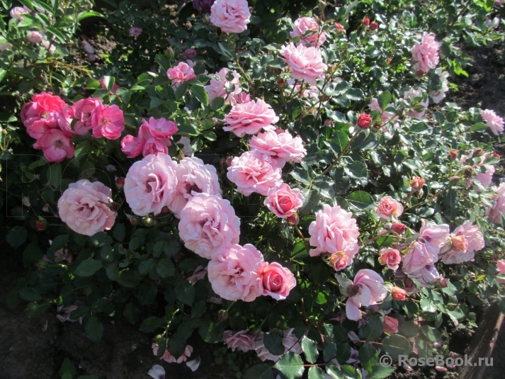 Persian Mystery plikomis šaknimis