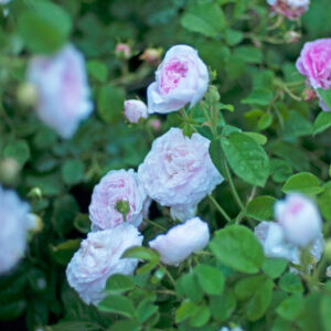 Duchesse de Montebello plikomis šaknimis