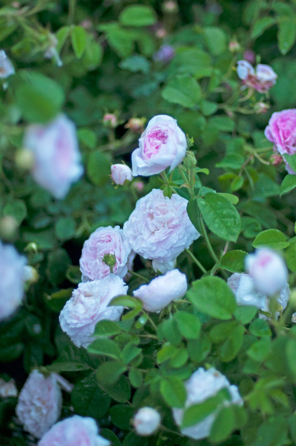 Duchesse de Montebello plikomis šaknimis