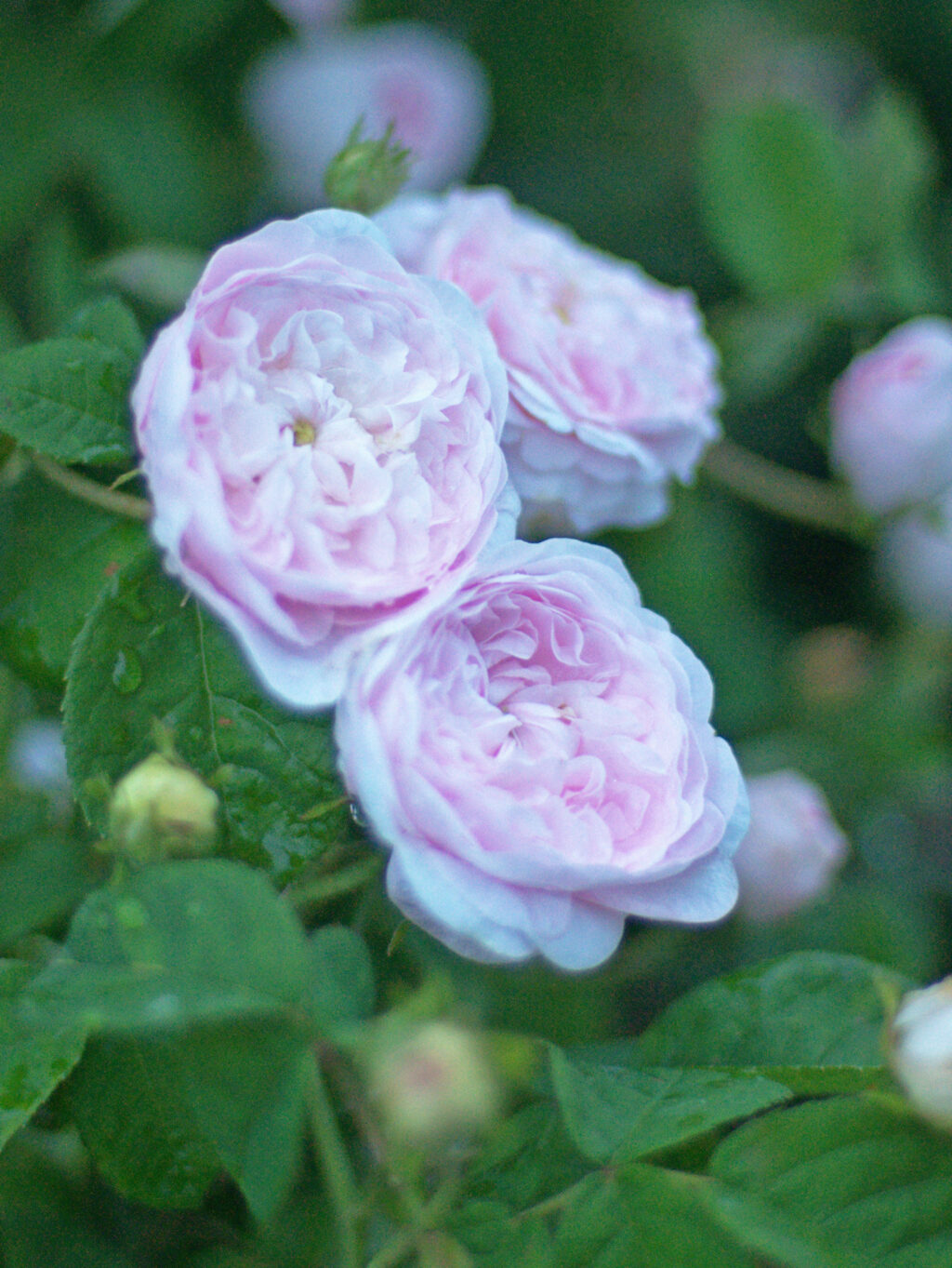 Duchesse de Montebello plikomis šaknimis - Image 3