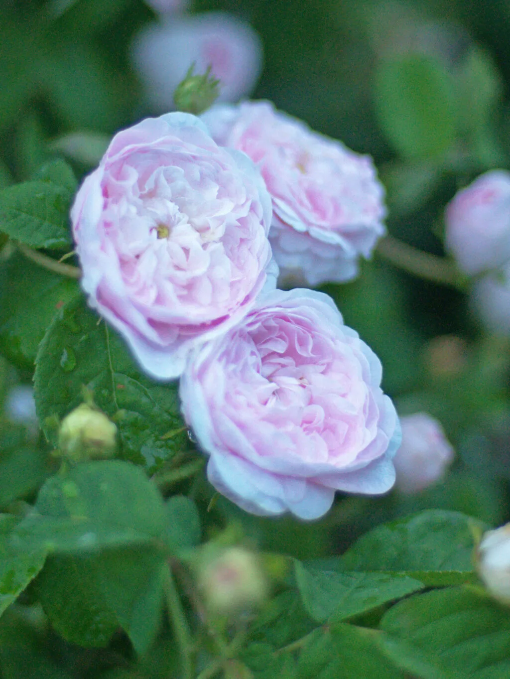 Duchesse de Montebello plikomis šaknimis