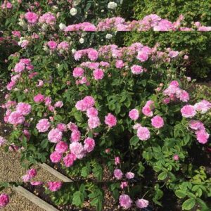 Königin von Dänemark plikomis šaknimis