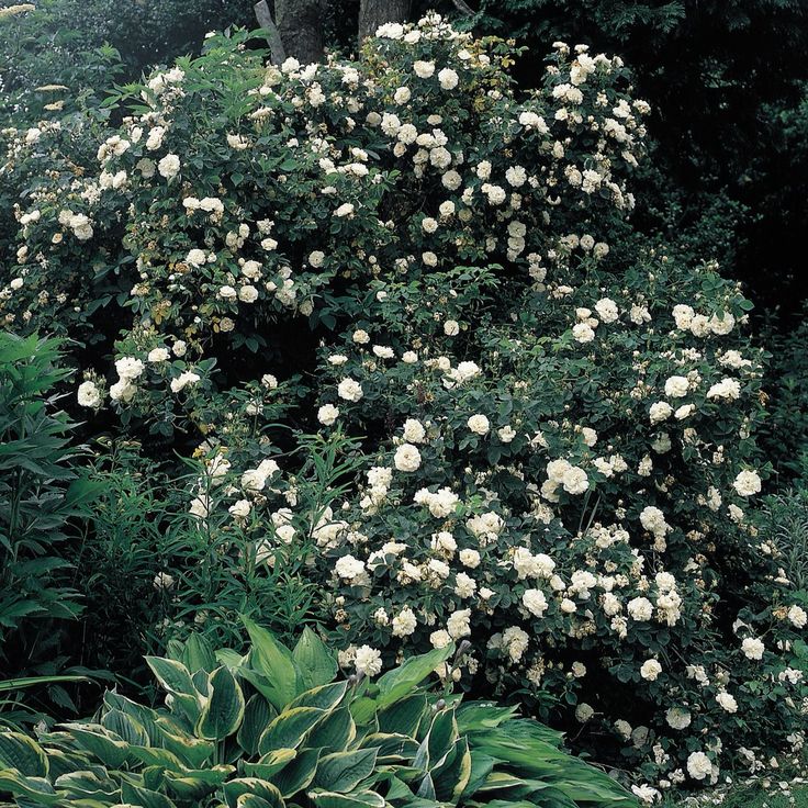 Rosa alba Maxima plikomis šaknimis