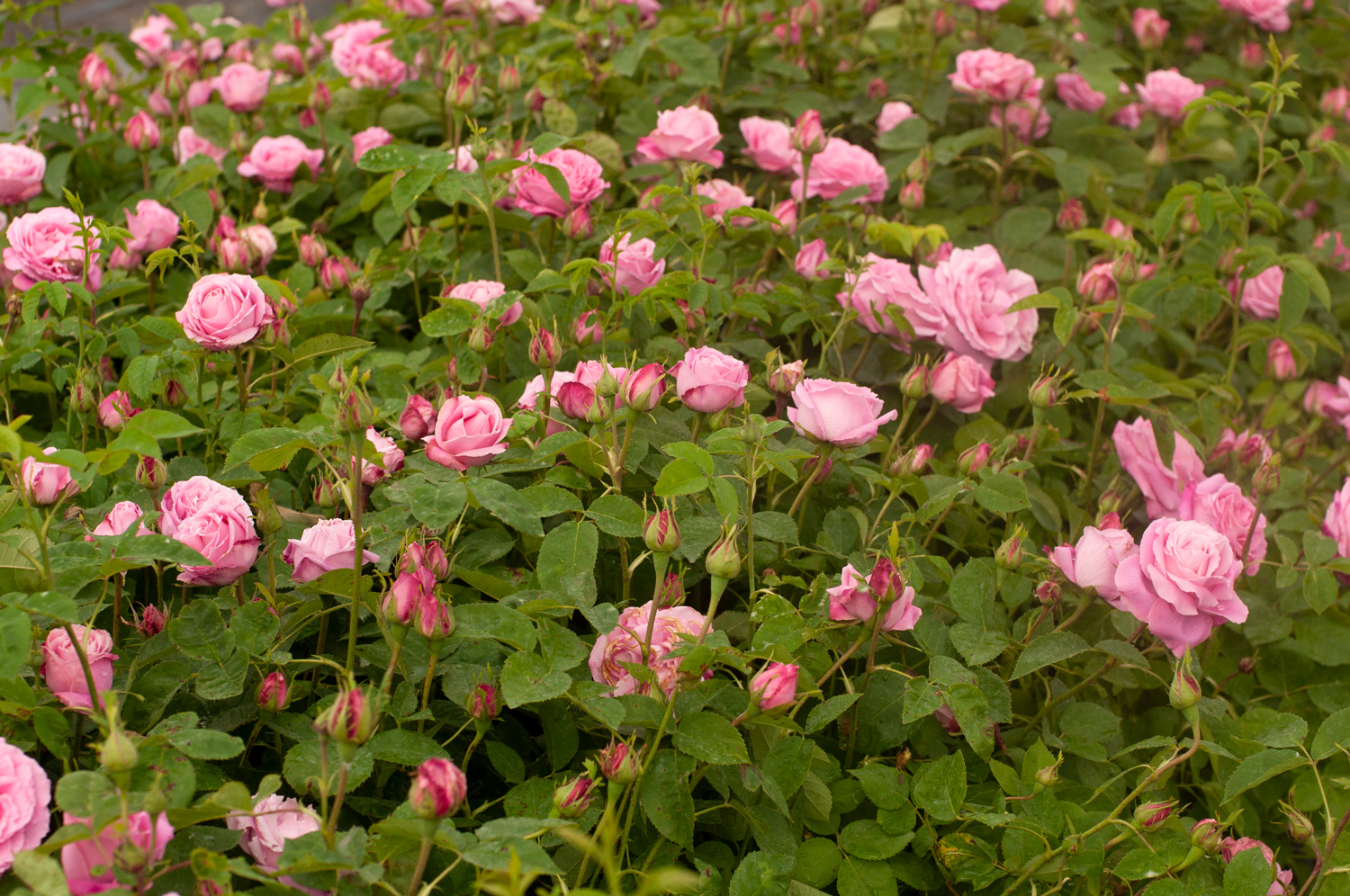 Mme Knorr plikomis šaknimis - Image 2