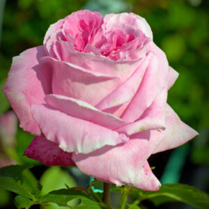 Mme Knorr plikomis šaknimis