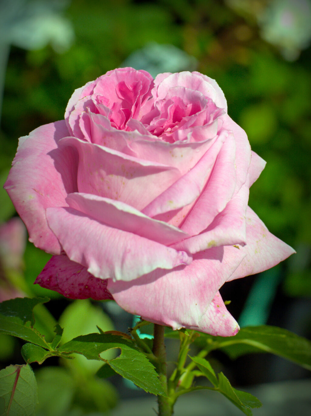 Mme Knorr plikomis šaknimis