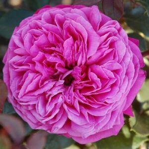 Nathalie Renaissance plikomis šaknimis