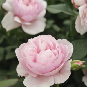 Natasha Richardson plikomis šaknimis