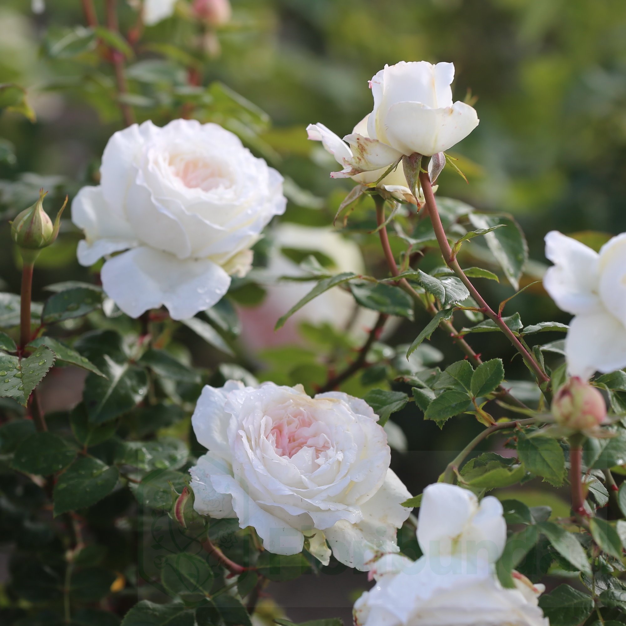 Pear plikomis šaknimis