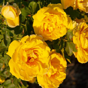 Persian Yellow plikomis šaknimis